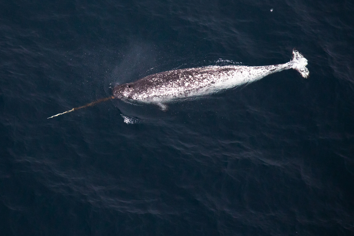 Narwhal photographed from above in dark Arctic water